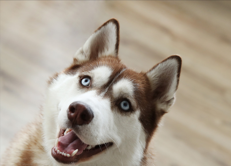 ¿Sabías que… la nariz húmeda de tu perro es un superpoder olfativo?
