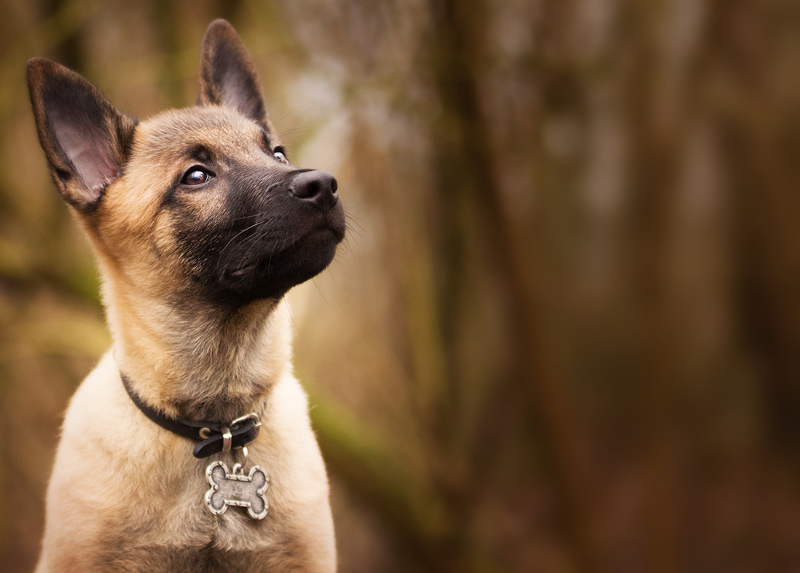 Sabías que… Las orejas de los perros son extremadamente expresivas