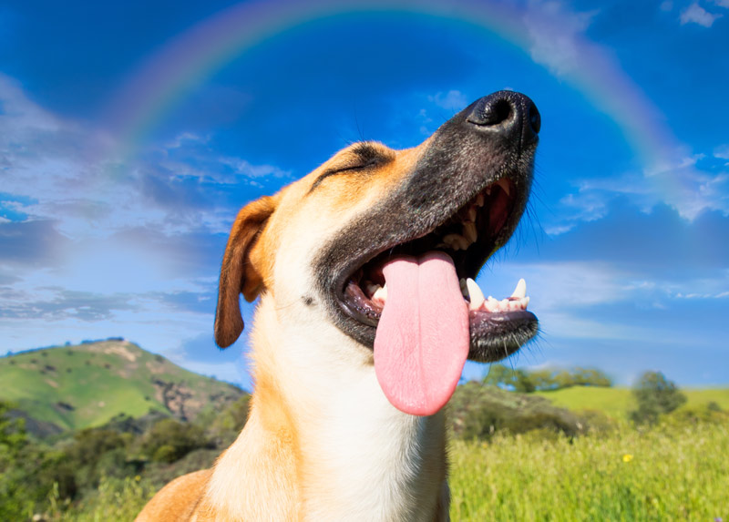 Sabías que… Los perros tienen un sentido del olfato increíblemente desarrollado
