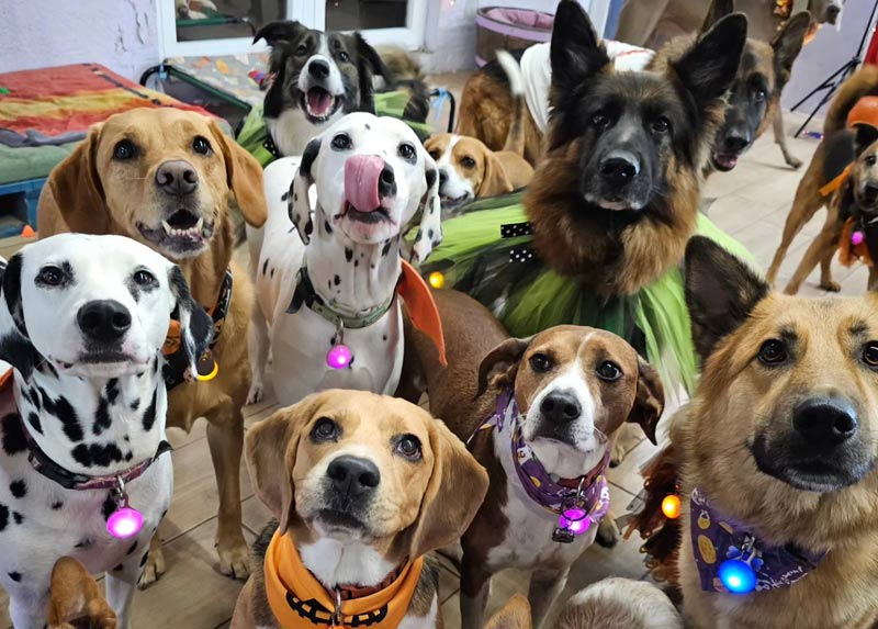 La Estancia Perfecta para tu mascota en Bichiños: ¡Un Verdadero Hogar Canino!
